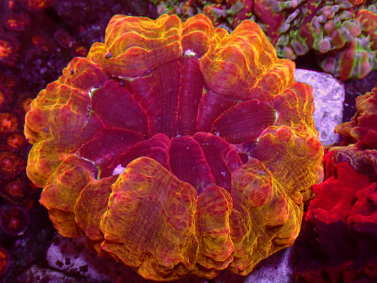 Acanthophyllia "24k Gold/ Cherry Red Center" | WYSIWYG