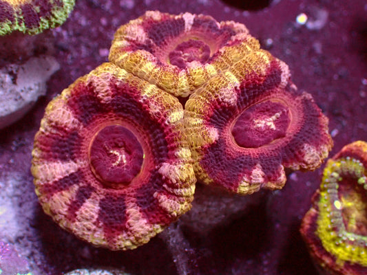 Insane Master Asian Acanthastrea | WYSIWYG