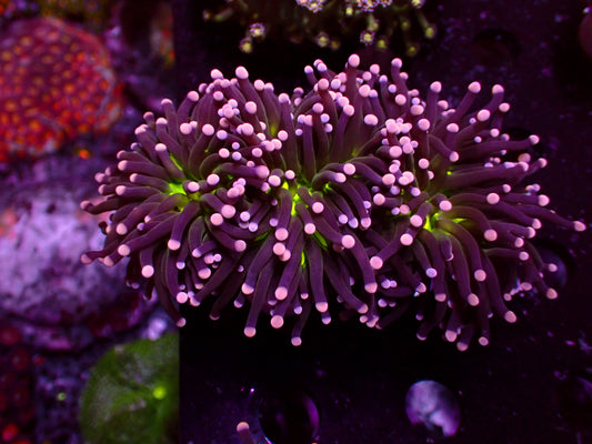 Premium Reefing's Miami Torch | Colony