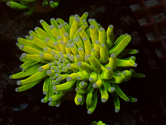 PR 24k Holy Grail Torch | WYSIWYG