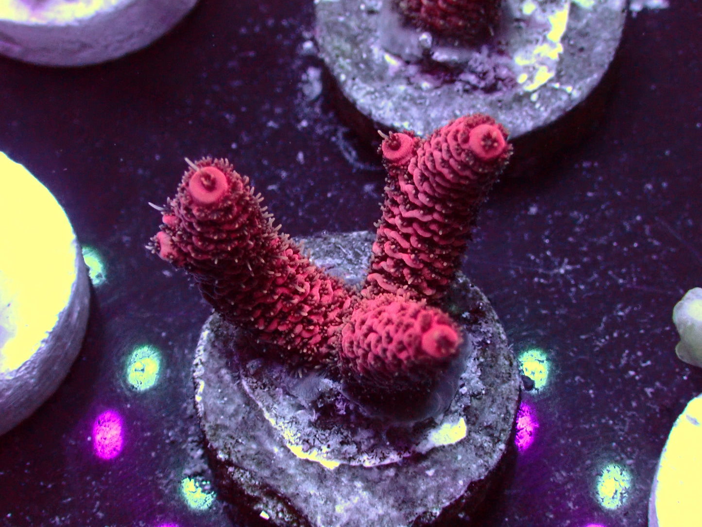 PR Pink Millepora | WYSIWYG