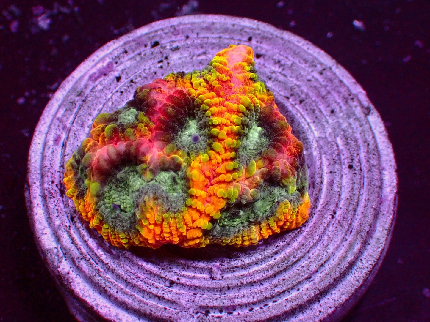 JF Yellow Submarine Favia | WYSIWYG