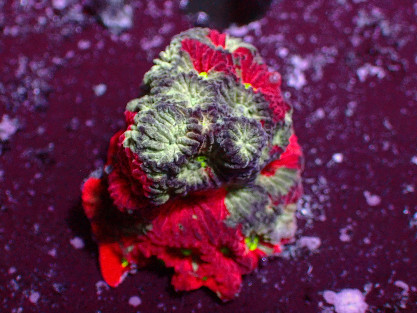 Favia Warpaint | WYSIWYG