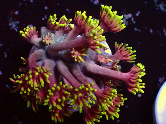 Date Night Goniopora | WYSIWYG