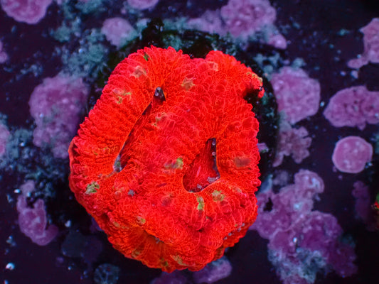 Aussie Red Striped Acanthastrea | WYSIWYG