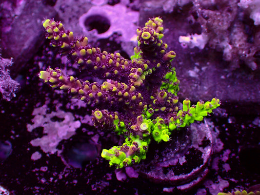 RR Grafted Redbull Acropora | WYSIWYG
