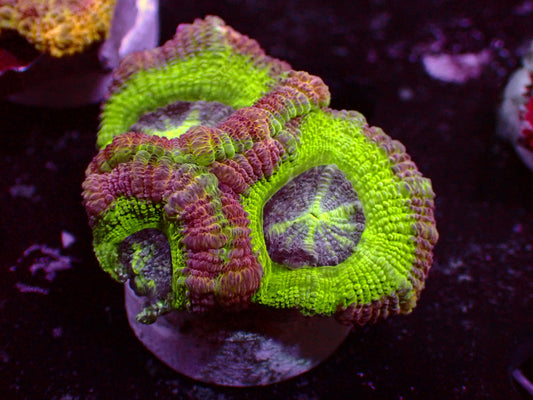 Toxic Asian Acan | WYSIWYG