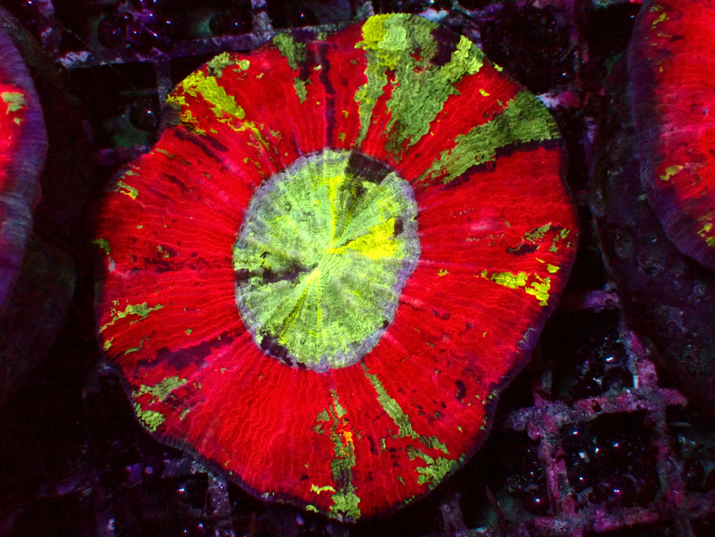 Rainbow Trachyphyllia | WYSIWYG