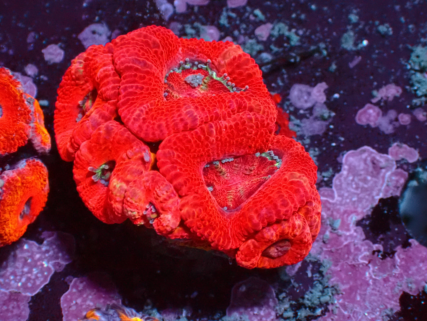 Aussie Full Red Acanthastrea | WYSIWYG