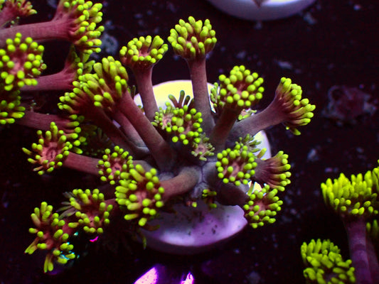 Date Night Goniopora | WYSIWYG