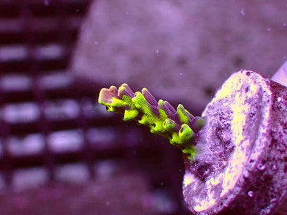 RR Grafted Redbull Acropora | WYSIWYG