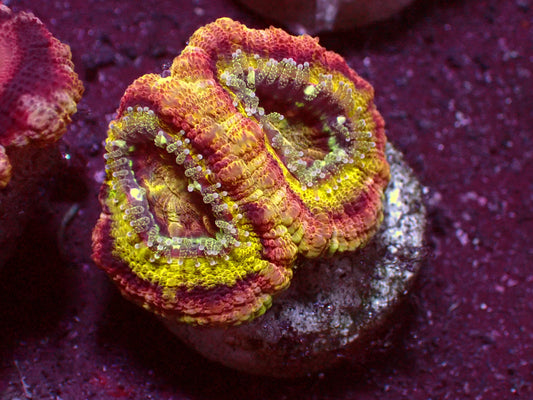 1 of 1 Yellow Center Asian Acanthastrea | WYSIWYG