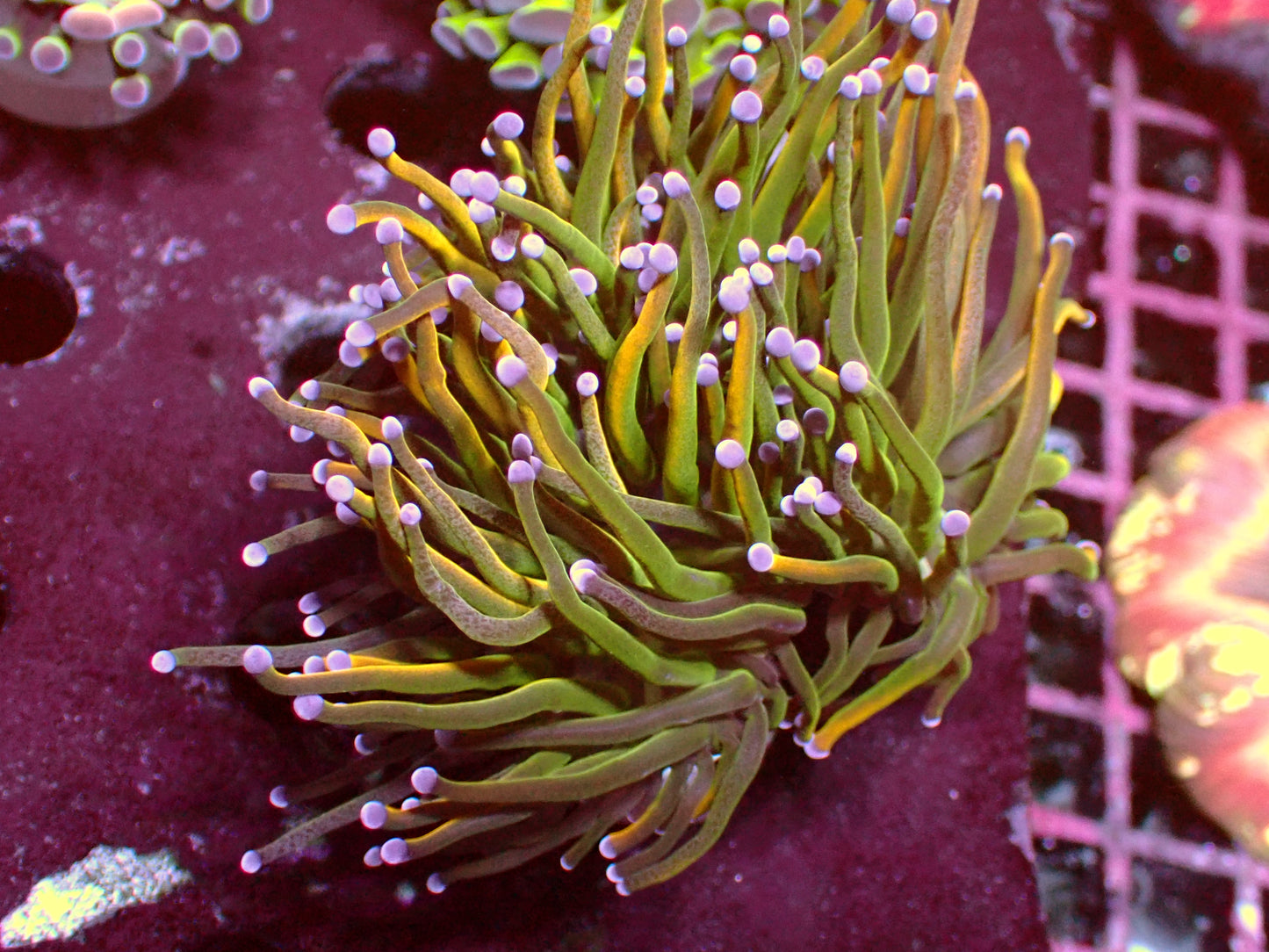 US Style Holygrail Torch | Doublehead