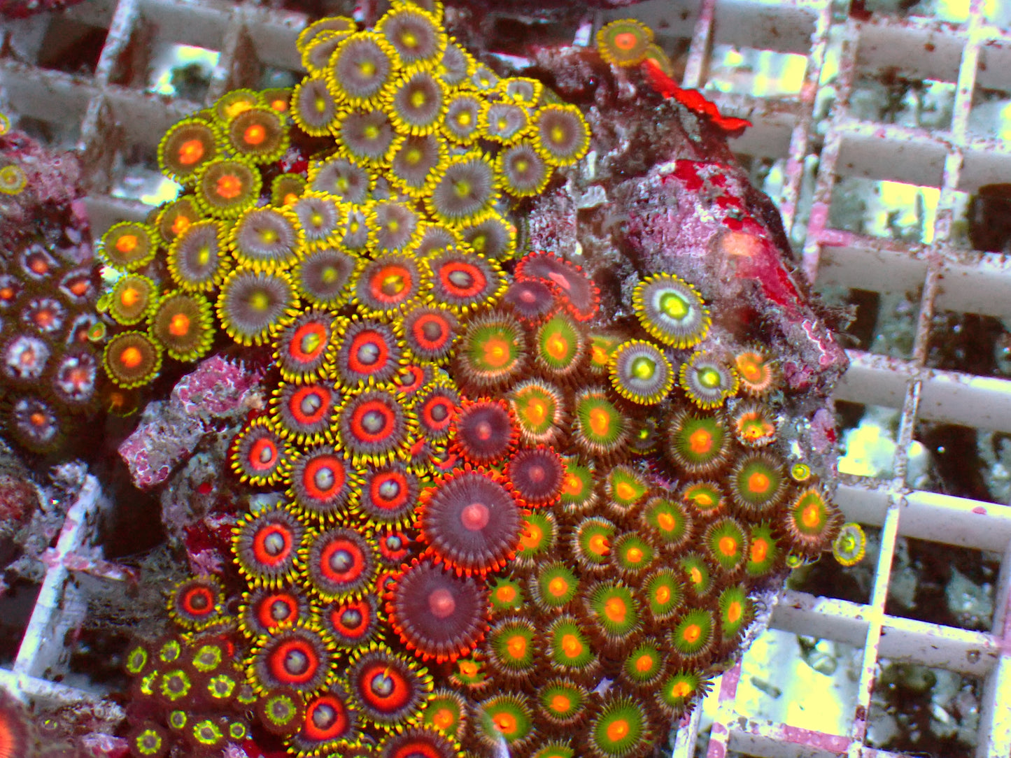 Zoanthus Rainbow Garden | WYSIWYG