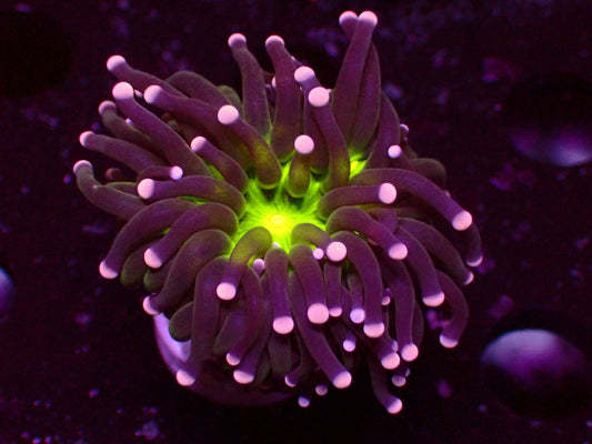 Premium Reefing's Miami Torch | WYSIWYG