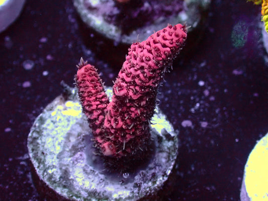 PR Pink Millepora | WYSIWYG