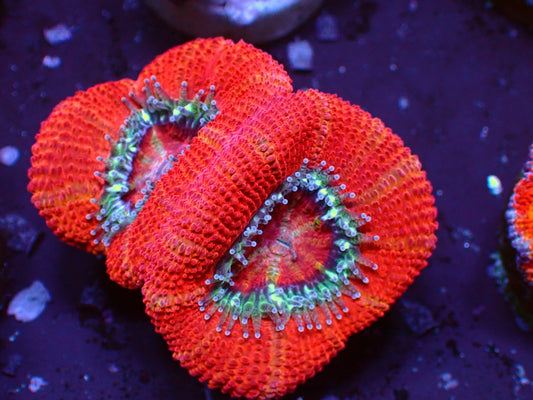 Acanthastrea Lordhowensis "Full Red" | WYSIWYG