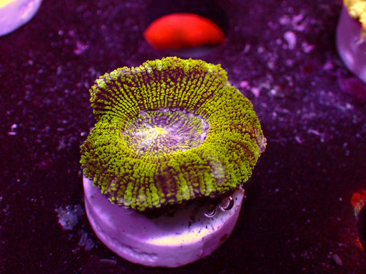 Asian Acan "Ultra Green"  WYSIWYG