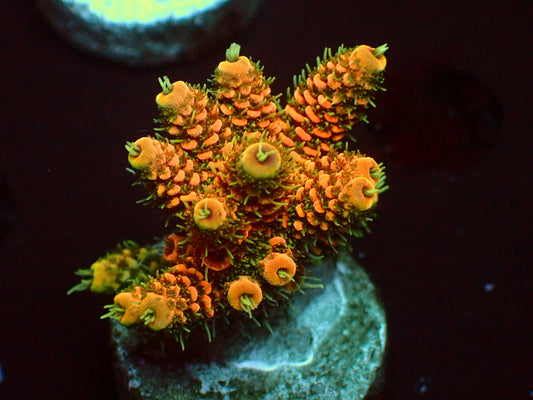Lorax Millepora | WYSIWYG