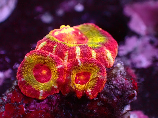 Striped Asian Acan | WYSIWYG