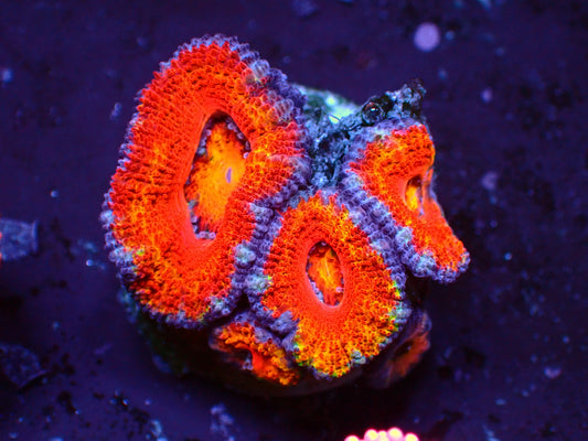 Acanthastrea Lordhowensis "Rainbow" | WYSWIYG
