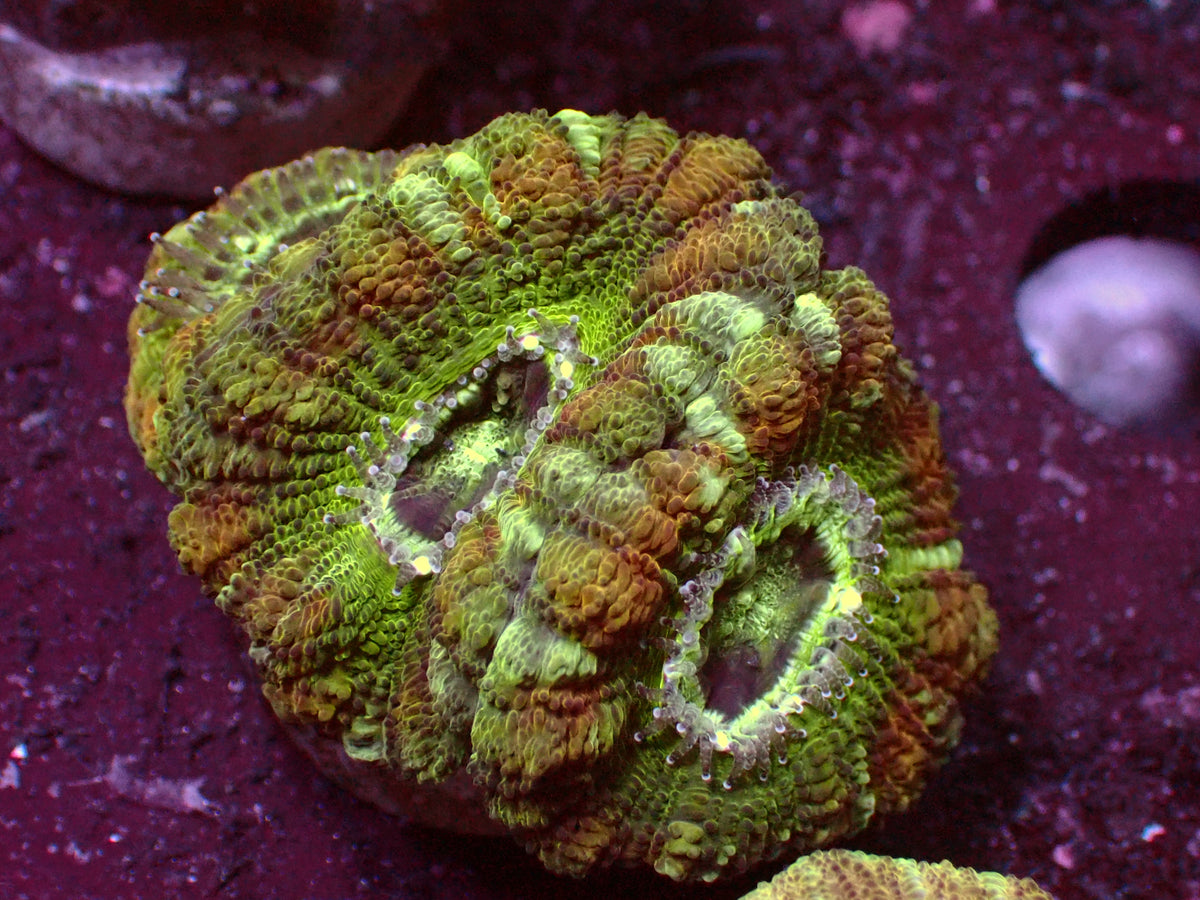 Master Asian Acanthastrea | WYSIWYG