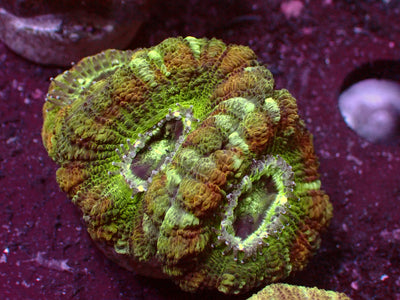 Master Asian Acanthastrea | WYSIWYG