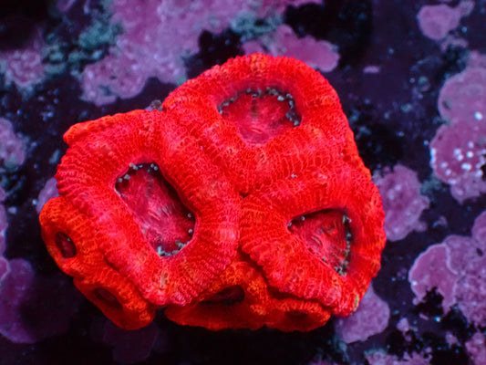 Aussie Full Red Acanthastrea | WYSIWYG