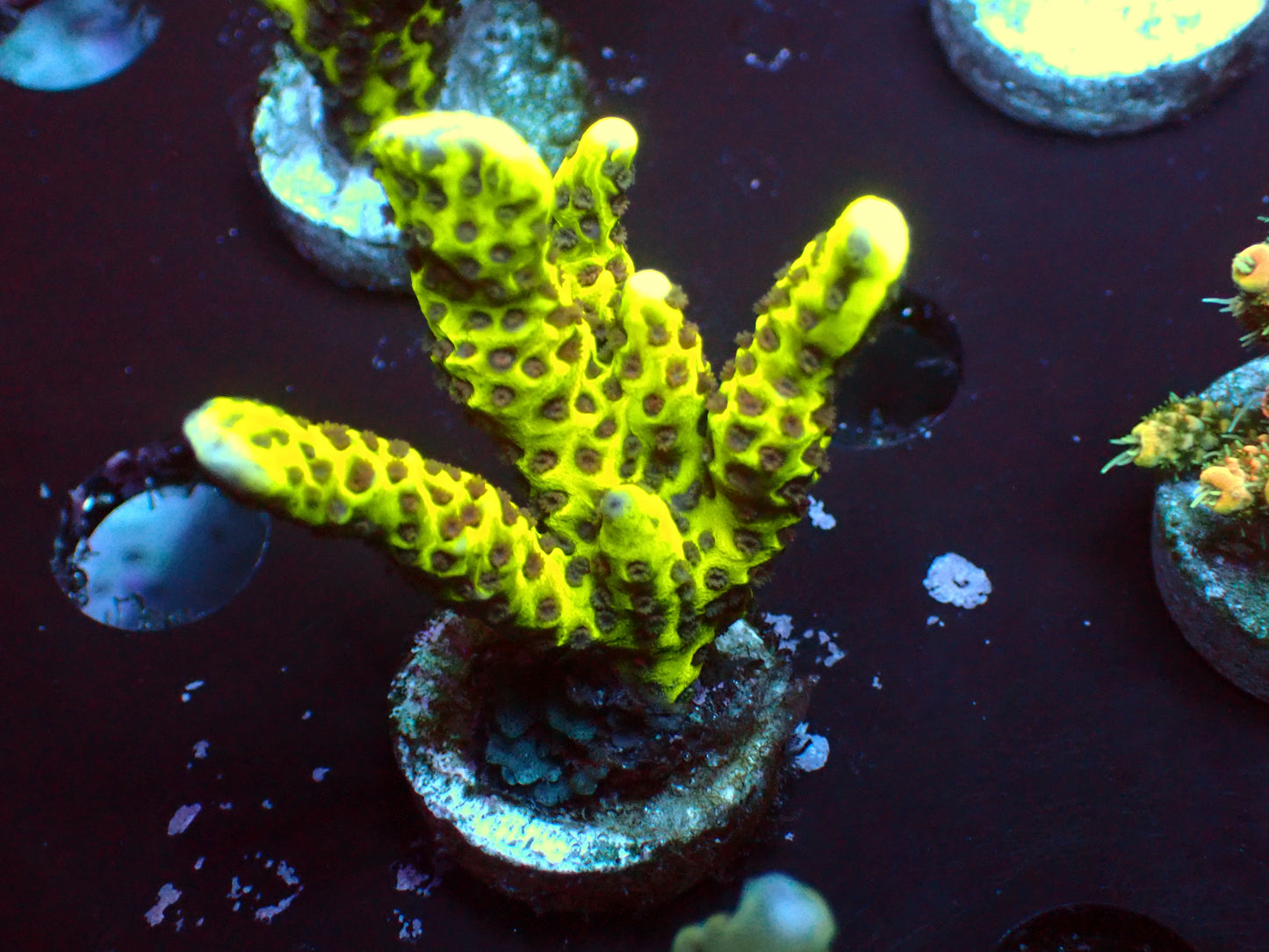 Hulk Digitata | WYSIWYG