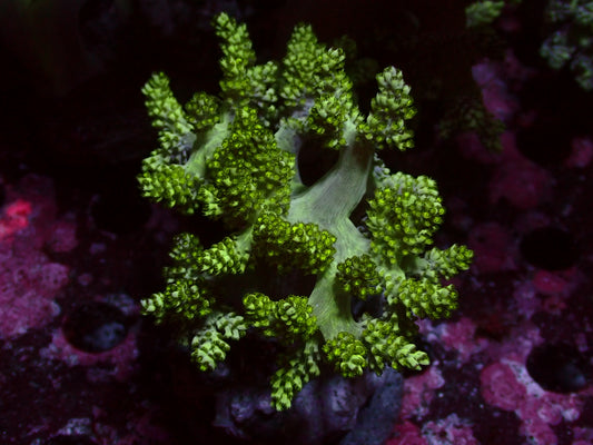 Green Kenia Tree Sinularia | Ableger
