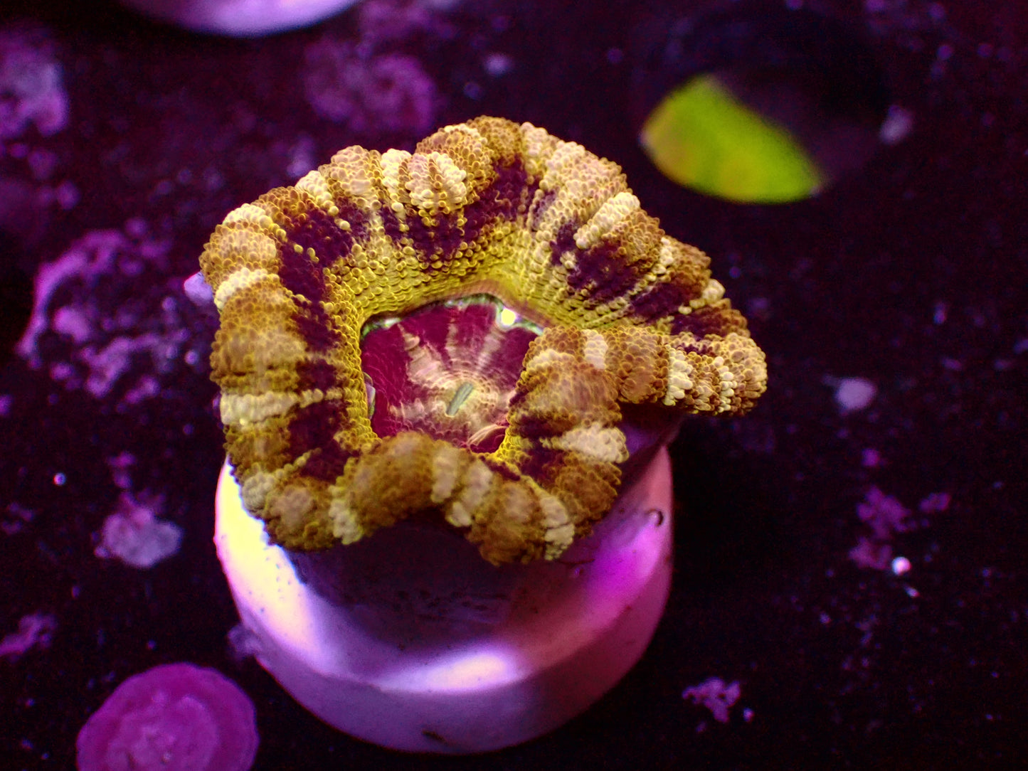 Asian Acan "Honeycombs" | WYSIWYG