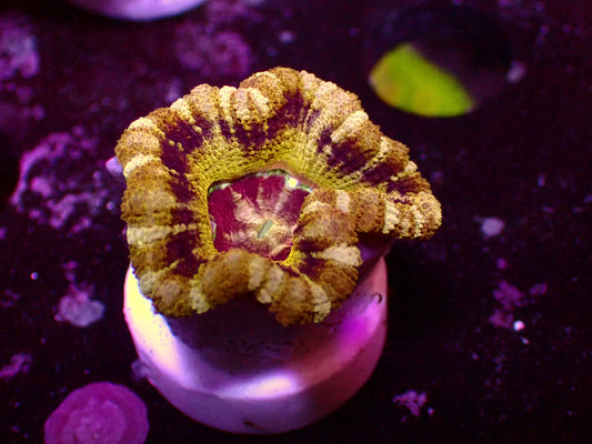 Asian Acan "Honeycombs" | WYSIWYG