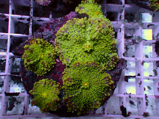 Toxic/Pink Ricordea | Colony