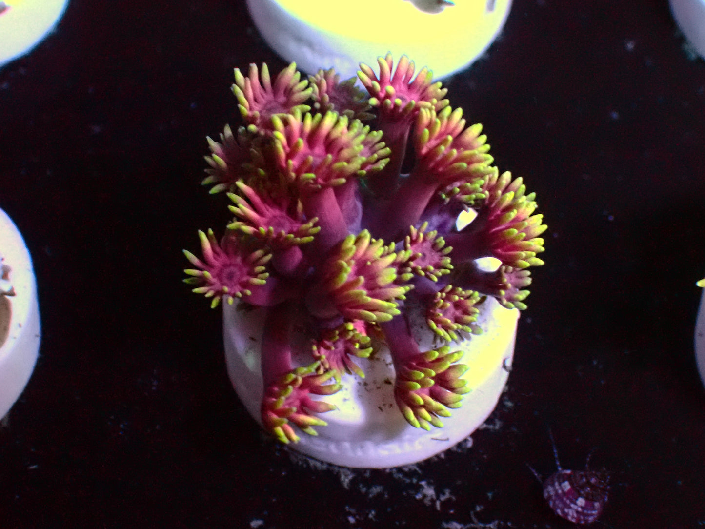 Unicorn Goniopora | WYSIWYG