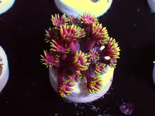 Unicorn Goniopora | WYSIWYG