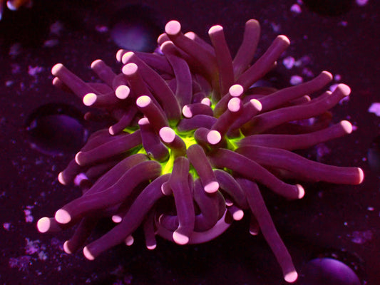 Premium Reefing's Miami Torch | WYSIWYG