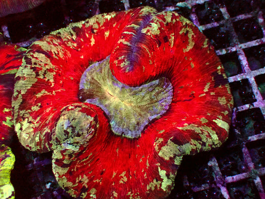 Rainbow Trachyphyllia | WYSIWYG
