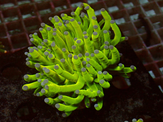 PR 24k Holy Grail Torch | WYSIWYG