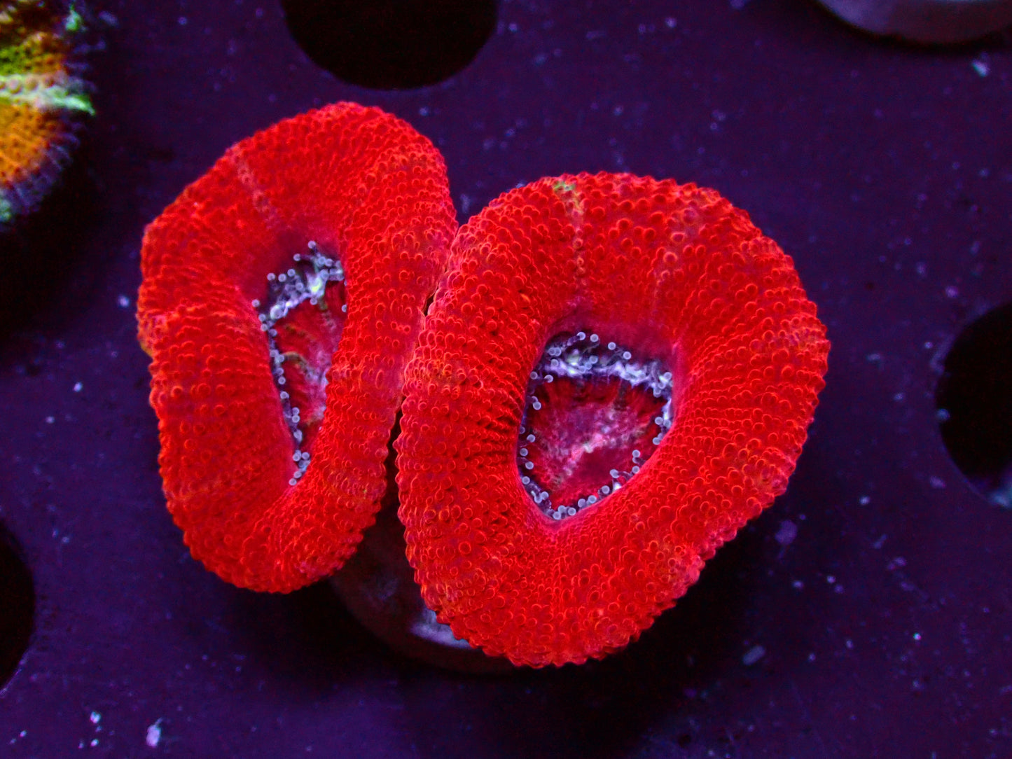 Acanthastrea Lordhowensis "Full Red" | WYSIWYG