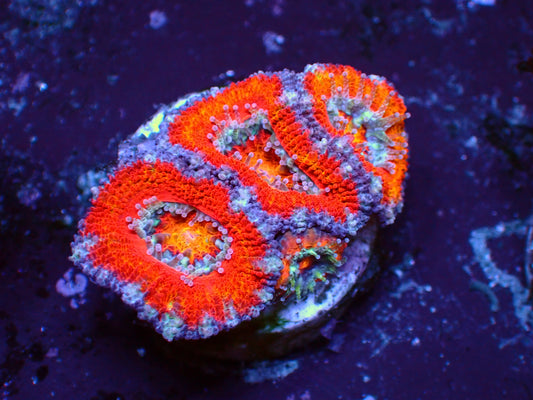 Acanthastrea Lordhowensis "Rainbow" | WYSIWYG