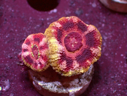 Insane Master Asian Acanthastrea | WYSIWYG