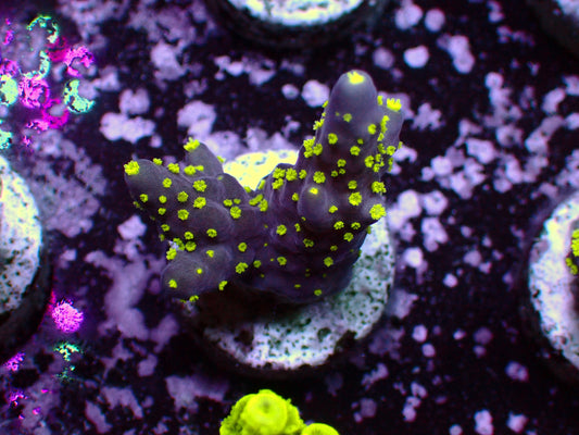 Acropora Bali Tricolor | WYSIWYG