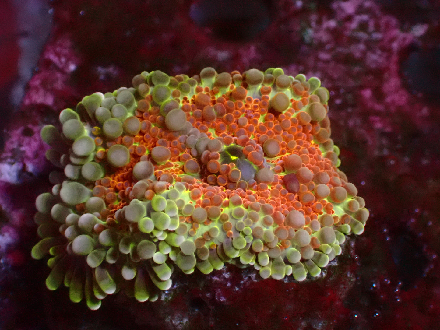 PR Gumball Yuma Mushroom | WYSIWYG