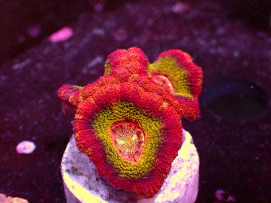 Insane Rainbow Asian Acan | WYSIWYG