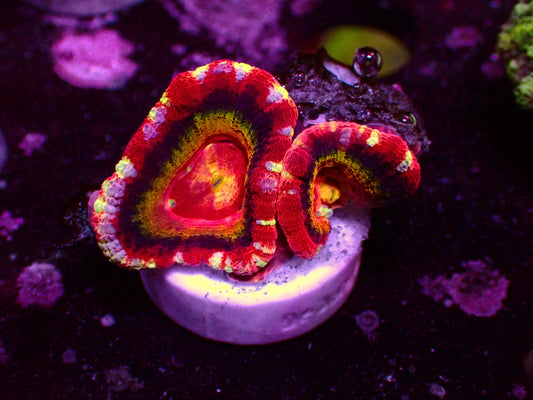 Asian Acan "Tutti Frutti" | WYSIWYG