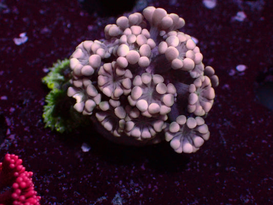 Alveopora "Premium" | WYSIWYG