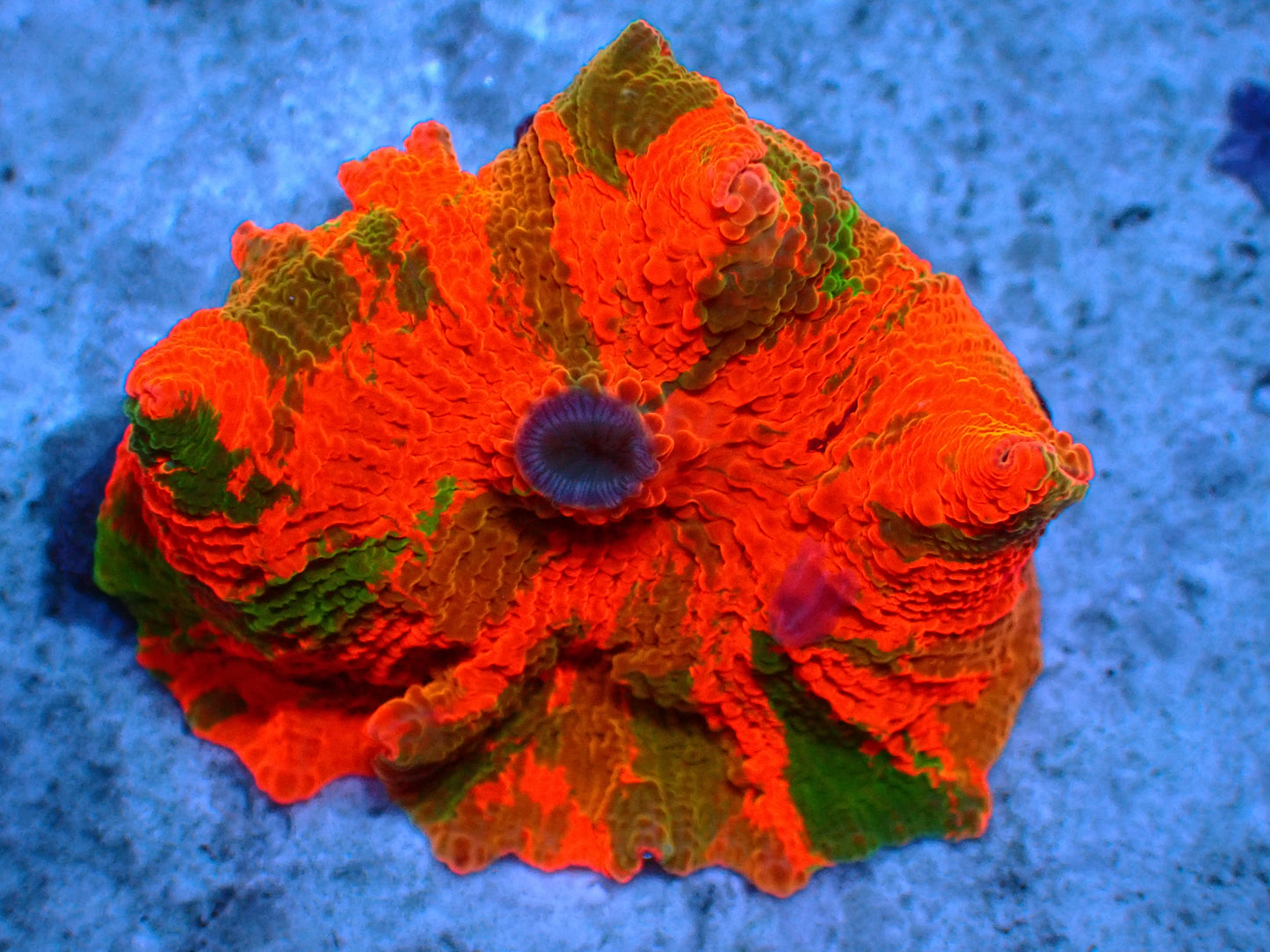 Ultra Candy Crush Jawbreaker Mushroom (Three Colors!) | WYSIWYG