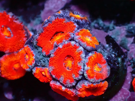 Aussie Rainbow Acanthastrea | WYSIWYG