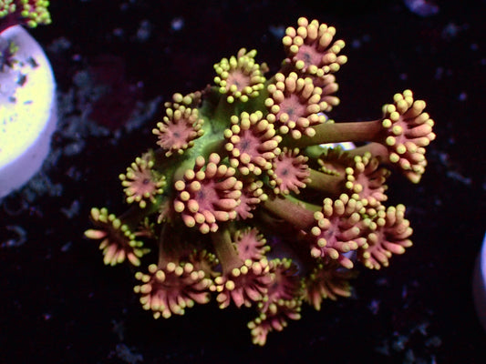 Multicolor Goniopora | WYSIWYG