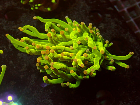 PR Heavensgate Torch | WYSIWYG